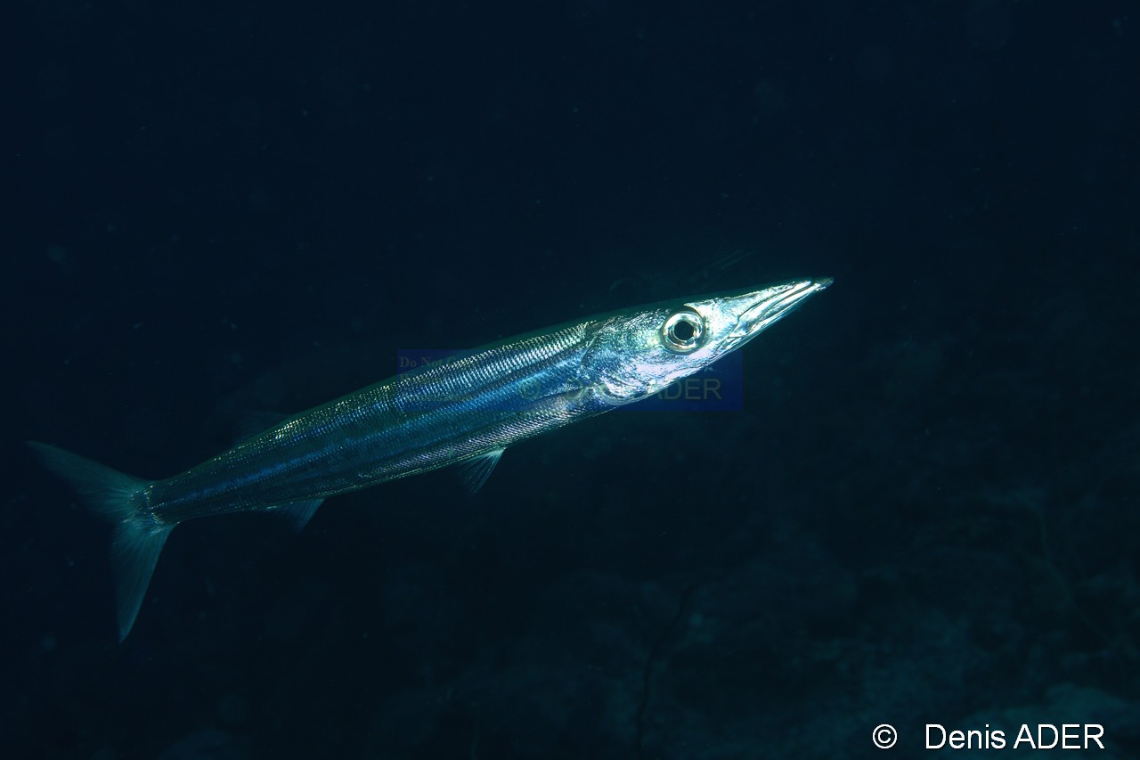 Sphyraena-picudilla Becune Chandelle-Bonaire Buddy reef-36m-20180219-Denis-ADER-DSC_6914_tn.jpg
